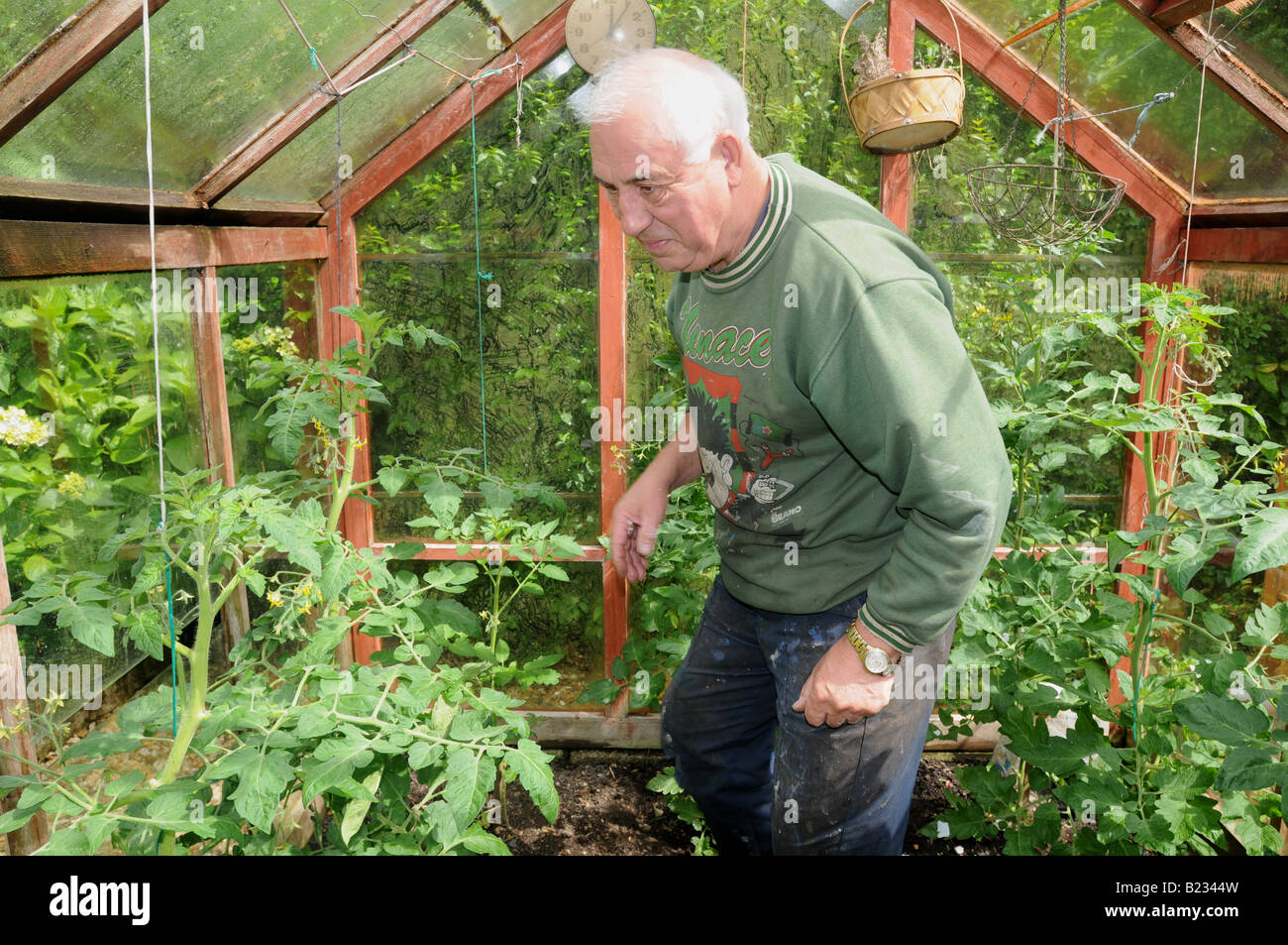 An old age pensioner inspects his tomato plants in his greenhouse Stock Photo