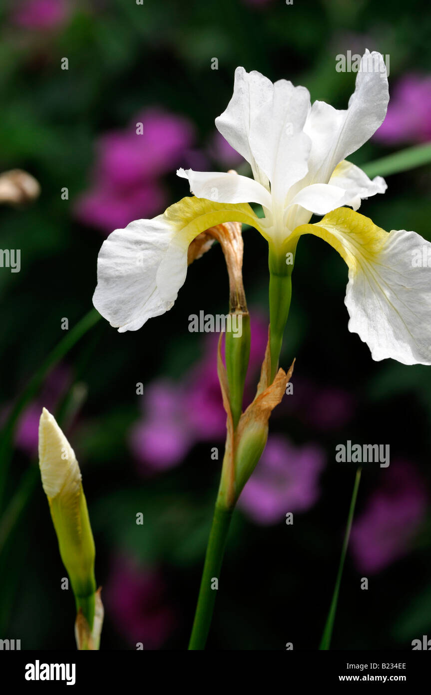 Iris sibirica Beardless siberian iris white flower and one unopened bud Stock Photo