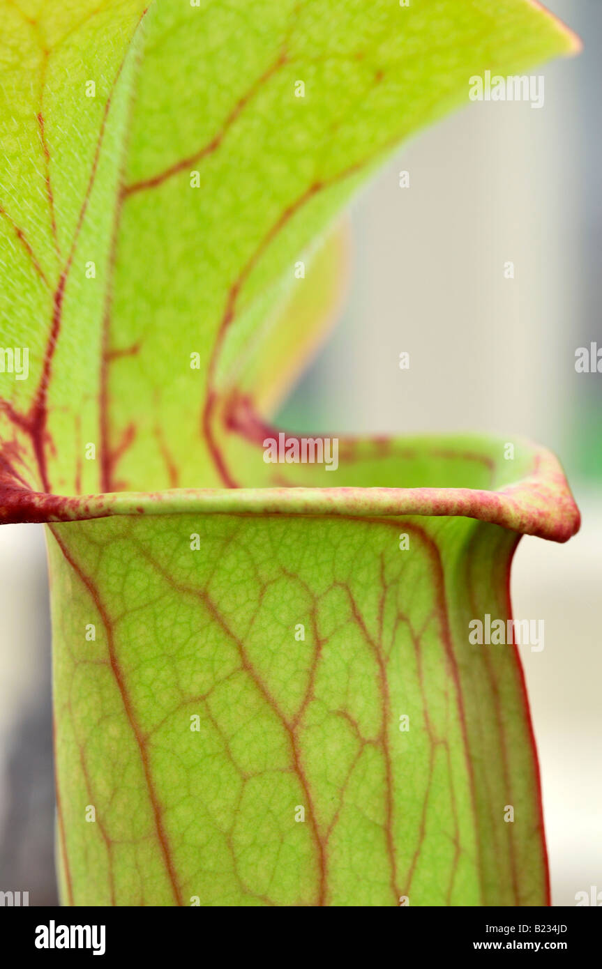saracenia sarracenia catesbyl hooded trap pitcher plant endangered