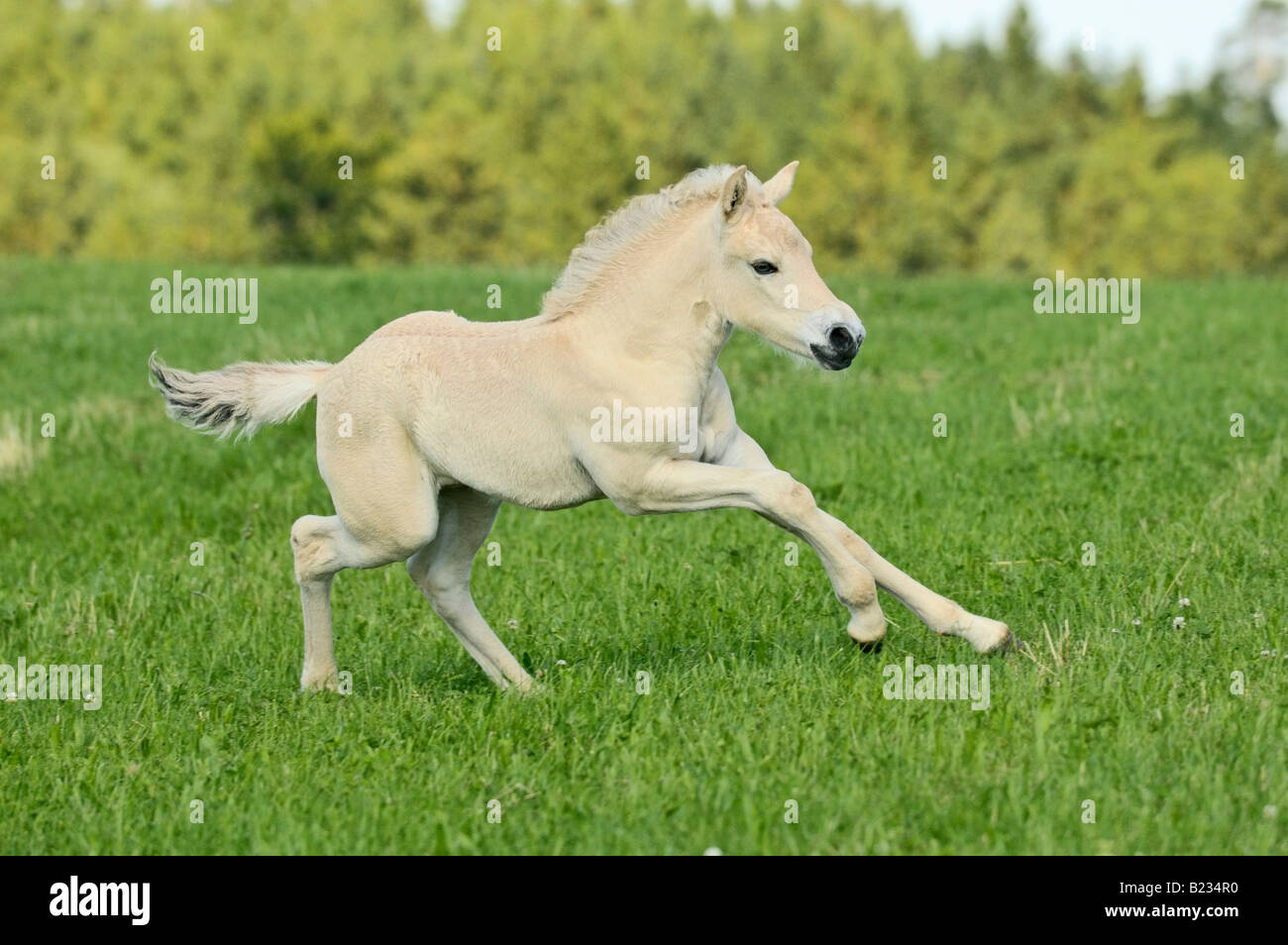'Norwegian horse' foal Stock Photo