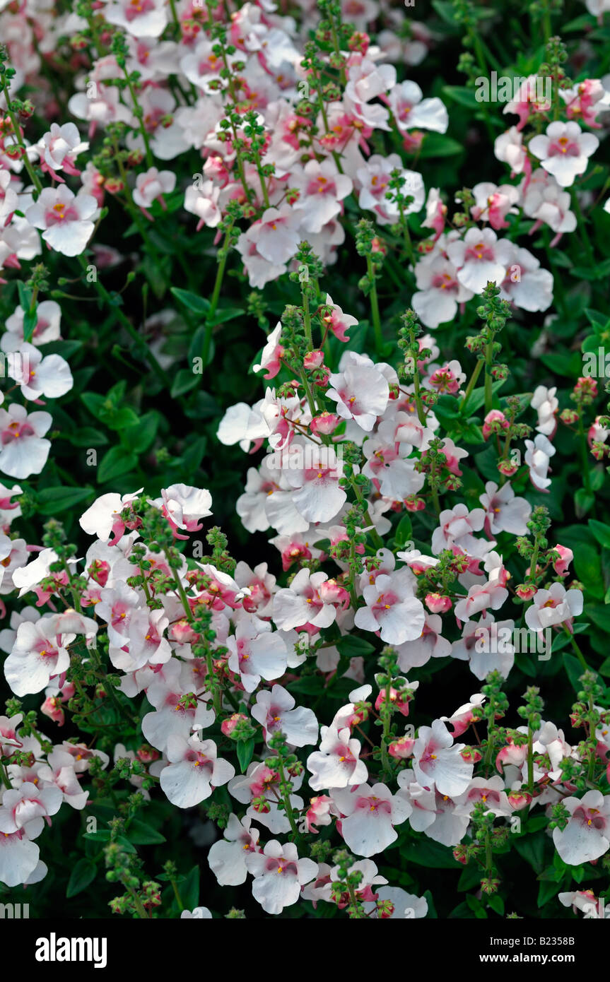 verbascum flowers bloom blossom white pink tint tinged perennial Stock Photo
