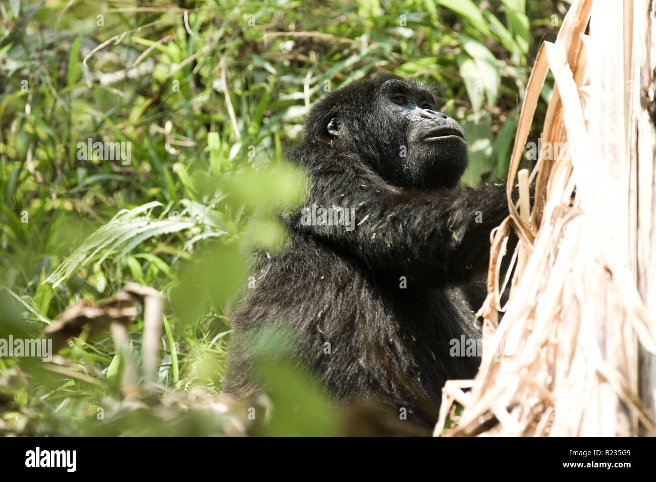 Mountain Gorilla Stock Photo