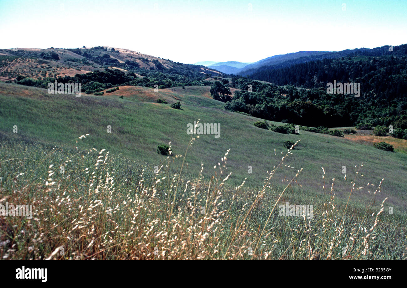 Plant communities Monte Bello Open Space Preserve Santa Cruz Mountains California USA Stock Photo