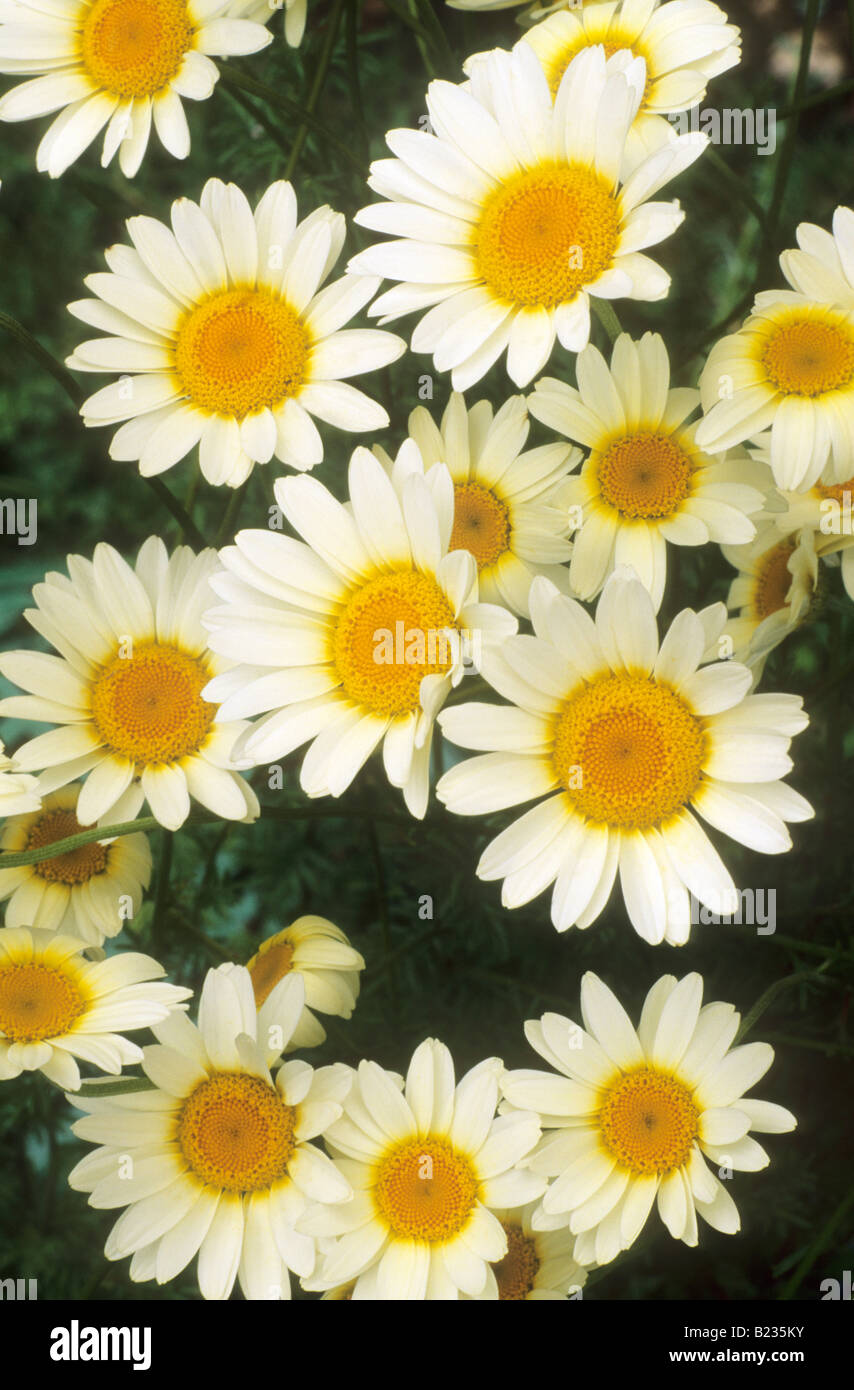 Anthemis tinctoria 'Sauce Hollandaise' chamomile dog fennel yellow