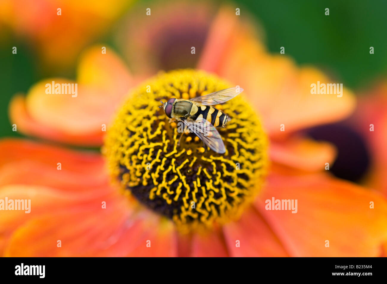 Hoverfly on Helenium 'moerheim beauty' flower. Sneezeweed flower Stock Photo