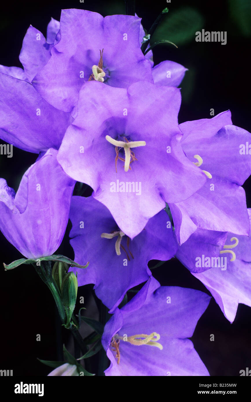 Campanula persicaria 'Cornish Mist' Bellflower pale blue flower garden plant Stock Photo