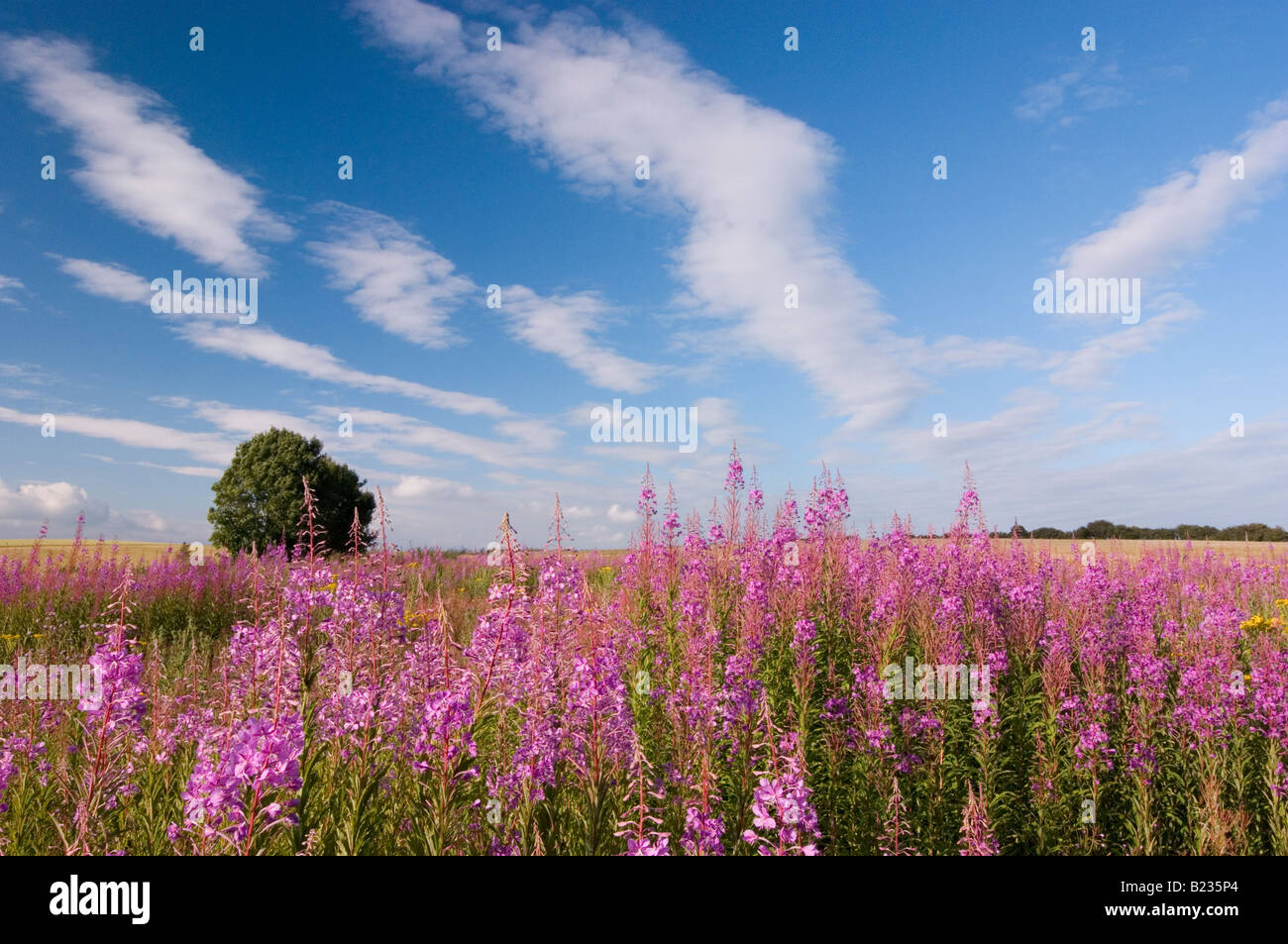 Rosebay Willow Herb on the South Downs, Sussex UK Stock Photo