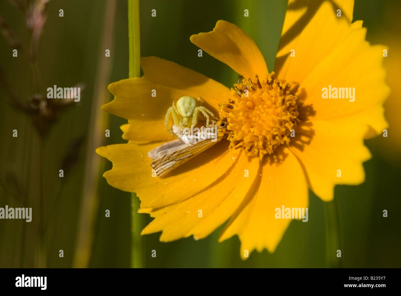 Green Crab Spider with captured moth on Wild Coreopsis Blossom Stock ...