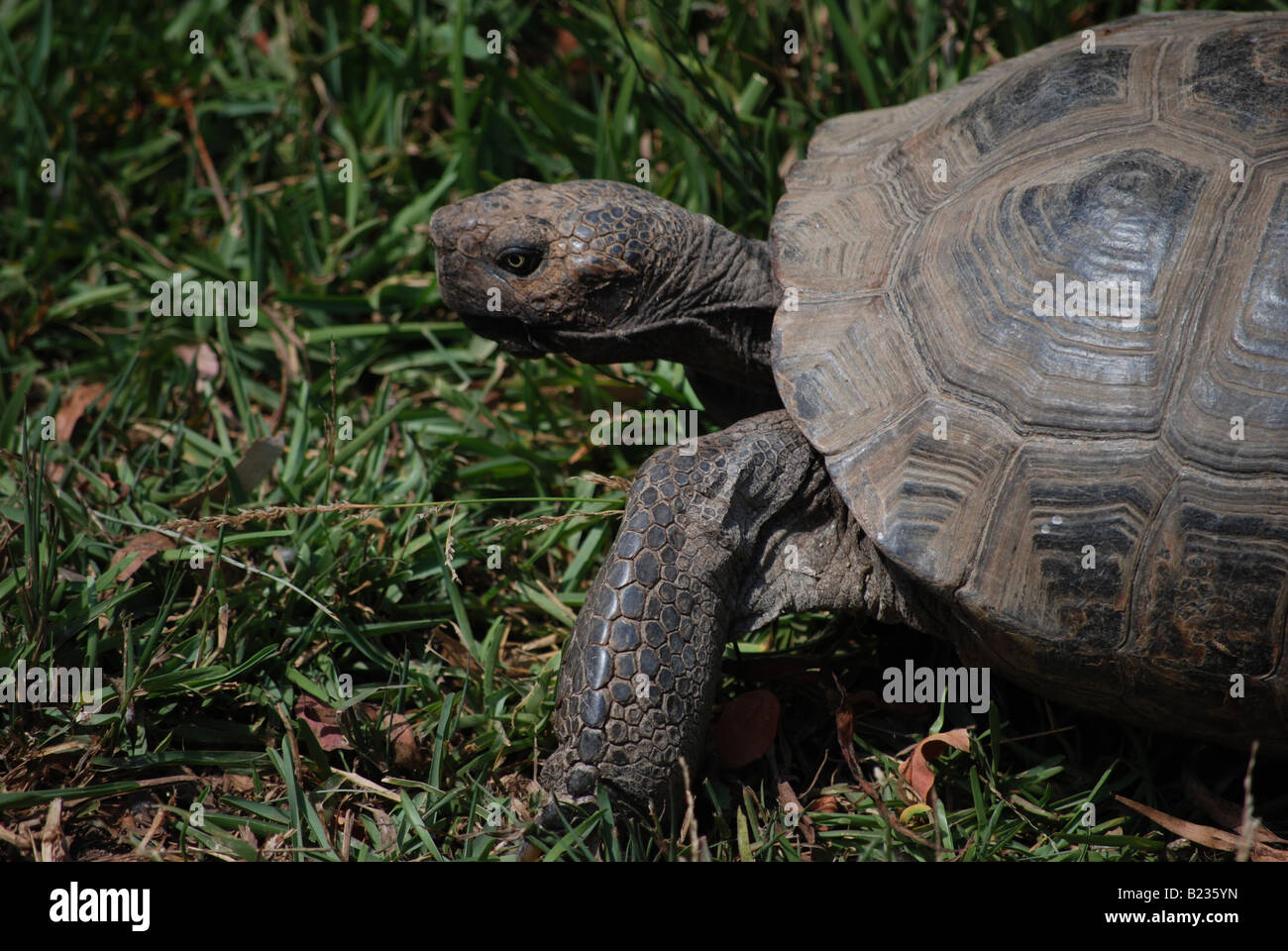 Close-up of Desert Tortoise (Gopherus agassizii) on grass Stock Photo