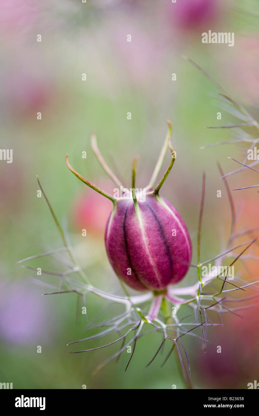Nigella damascena. Loveinamist flower seed pod at Ryton organic