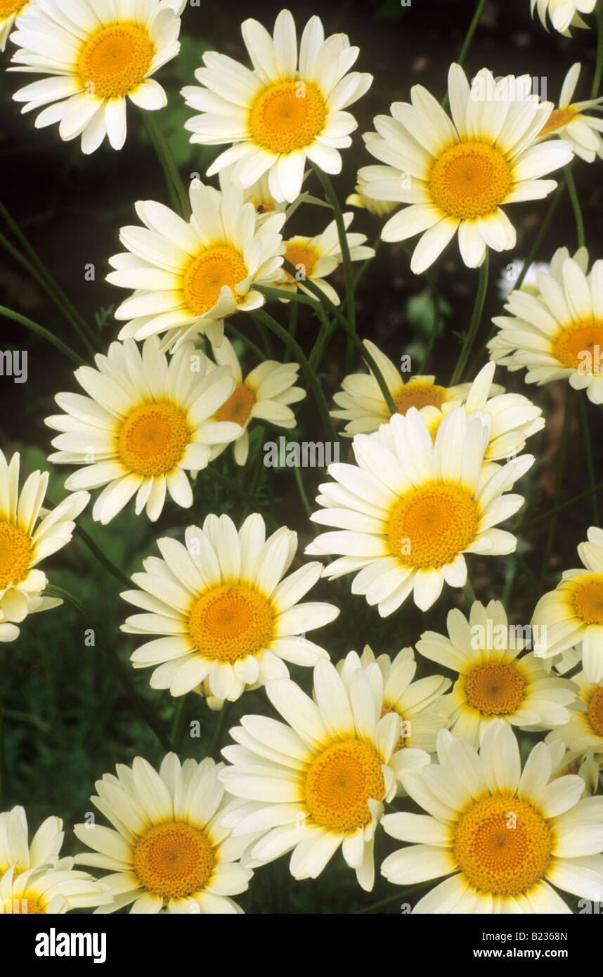 How Much Does A Daisy Dog Cost