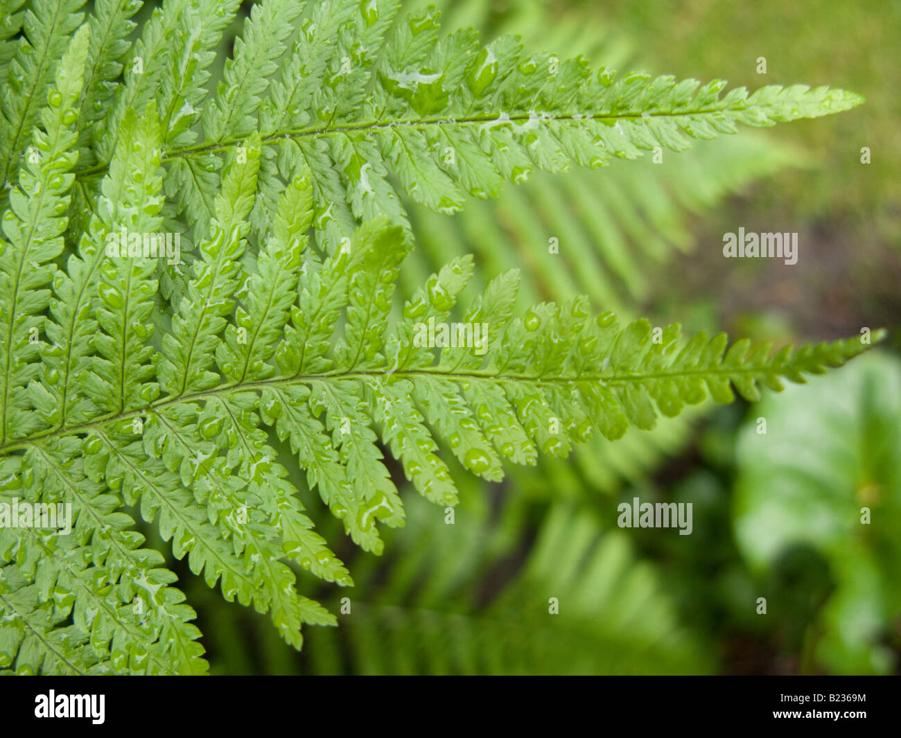 Fern leaves hi-res stock photography and images - Alamy