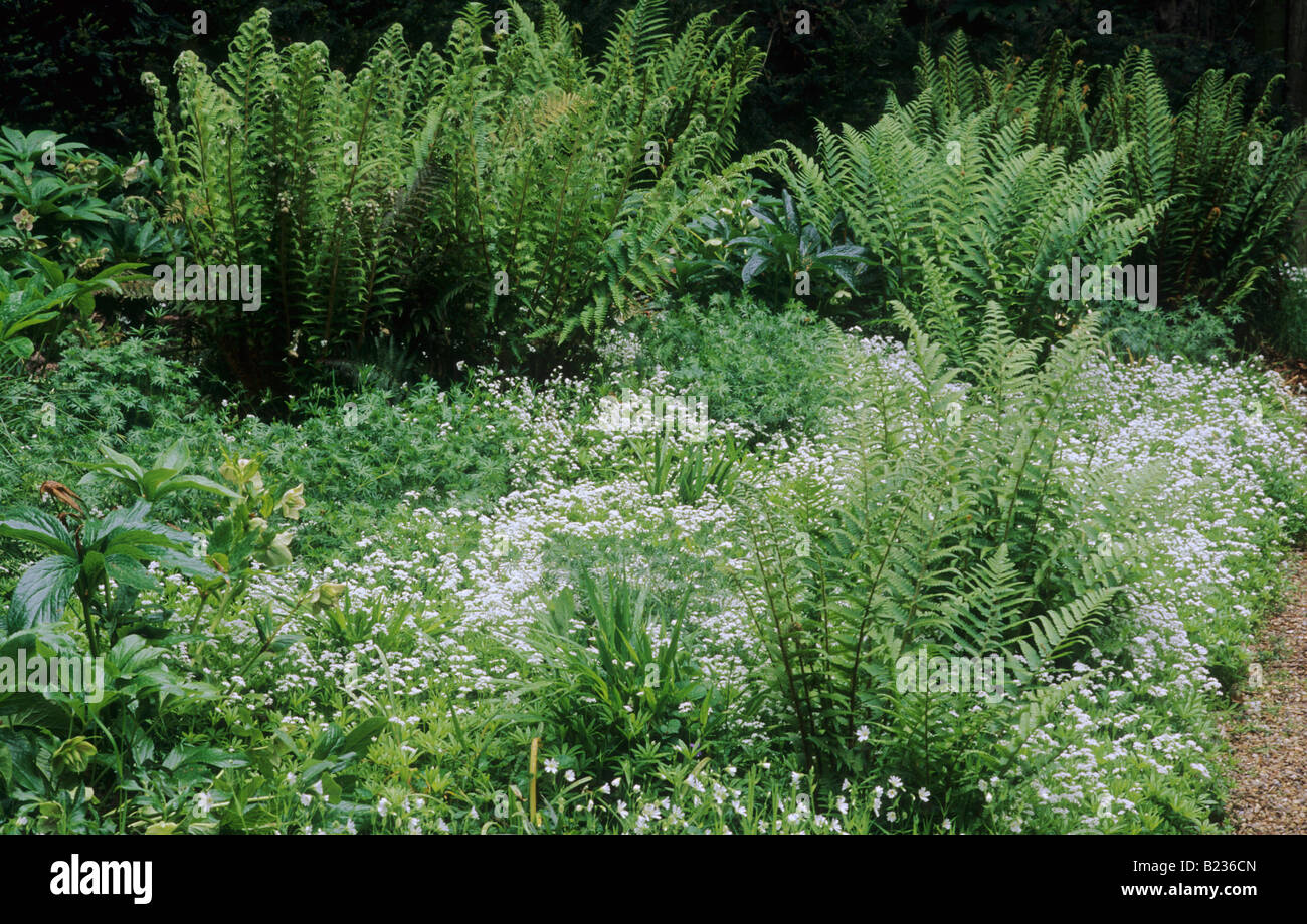 Woodland wild garden, Woodruff Galium odoratum Ferns Pensthorpe Wave Garden Norfolk England UK green white flowers plants Stock Photo