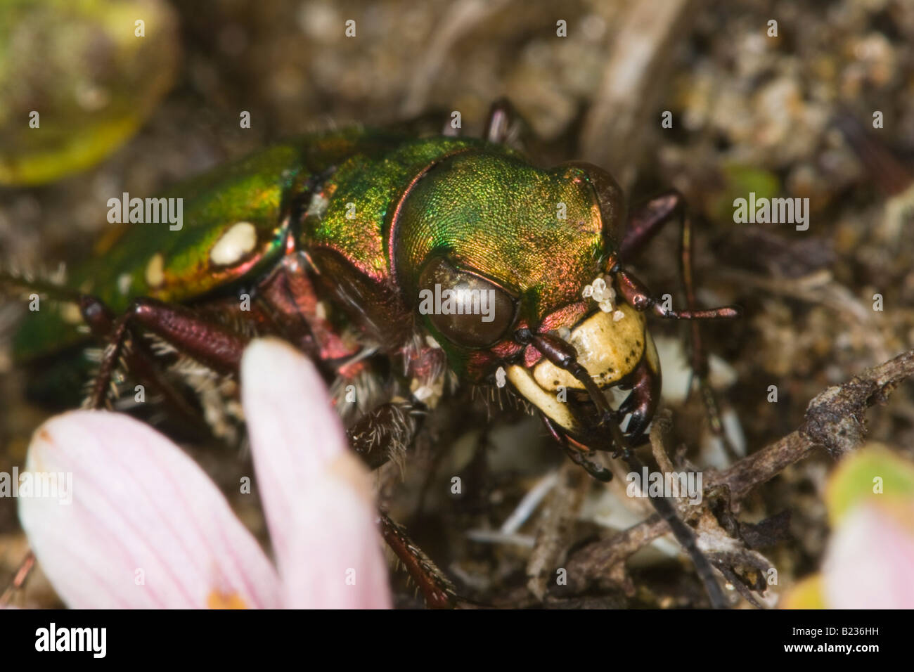 close-up of the head of a Green Tiger Beetle (Cicindela campestris) Stock Photo