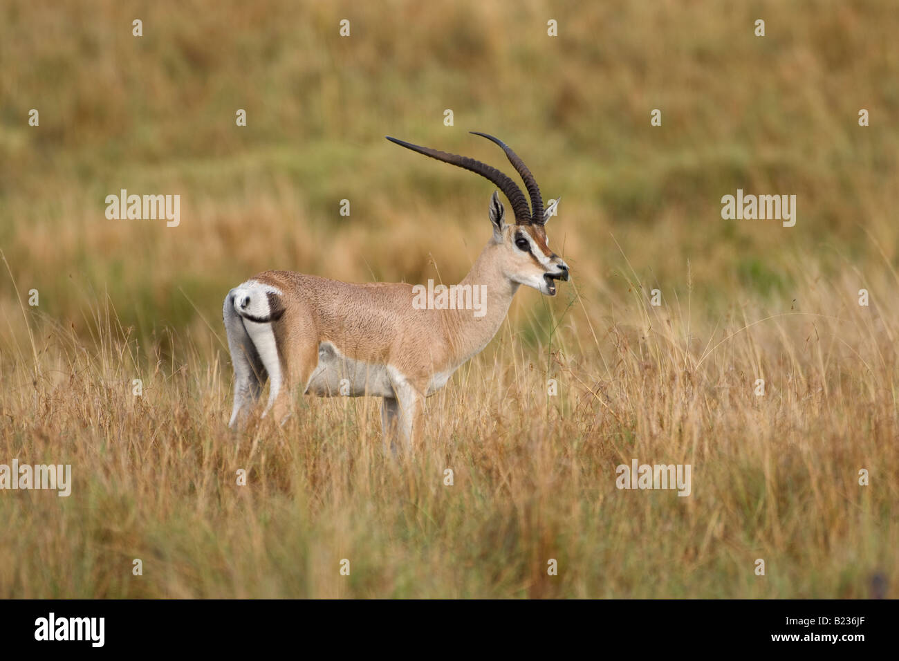 Grant's gazelle, Kenya, Africa Stock Photo
