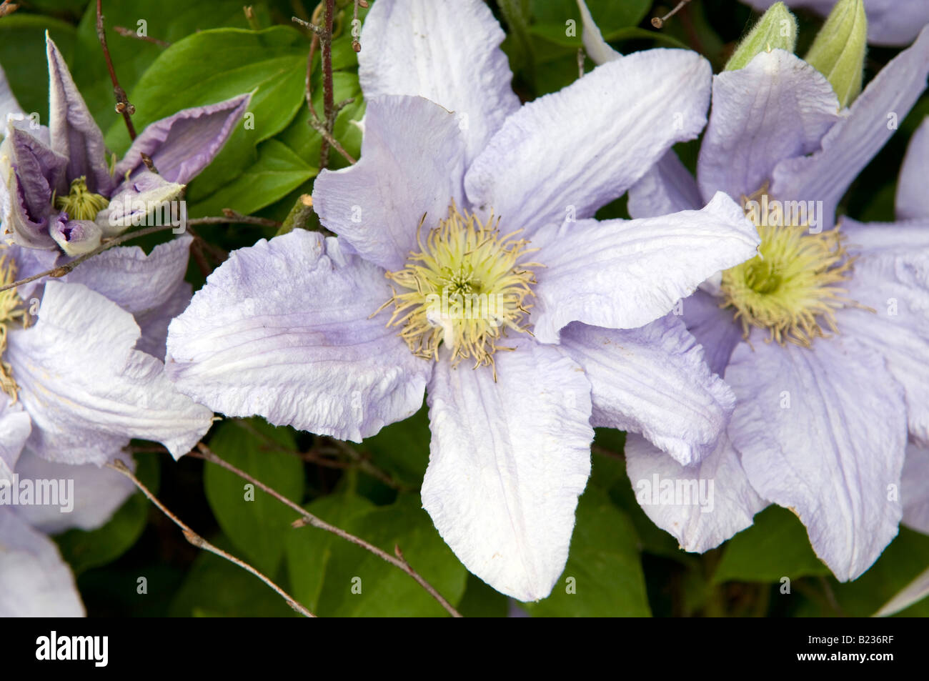 Clematis Cezanne Stock Photo