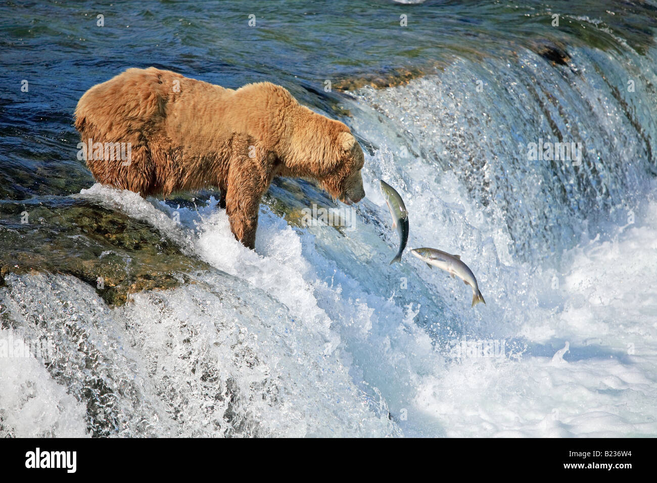 Bear Brown Grizzly Alaska Katmai salmon Stock Photo