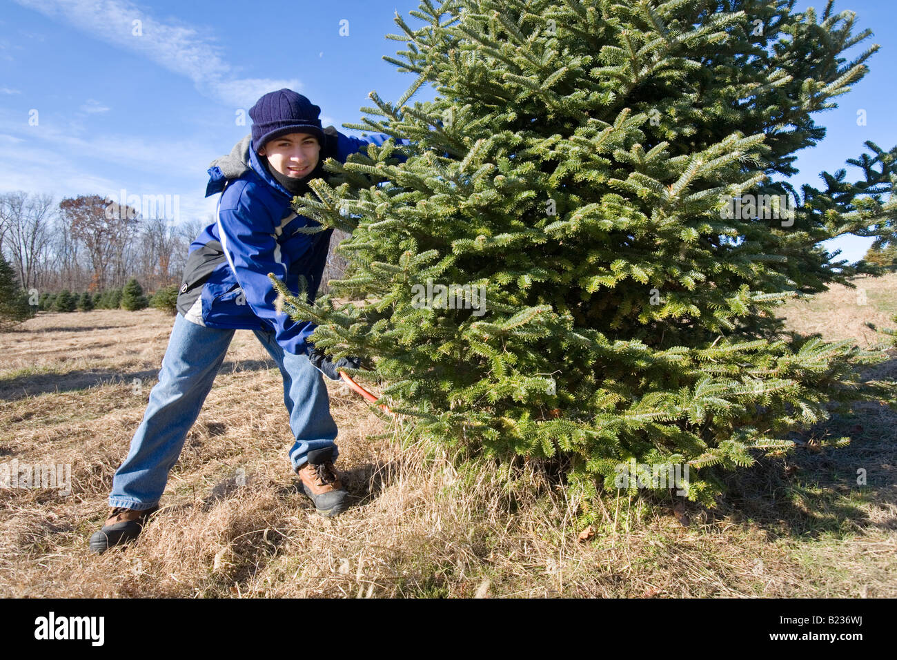 Teenager cutting down a Christmas Tree Stock Photo Alamy
