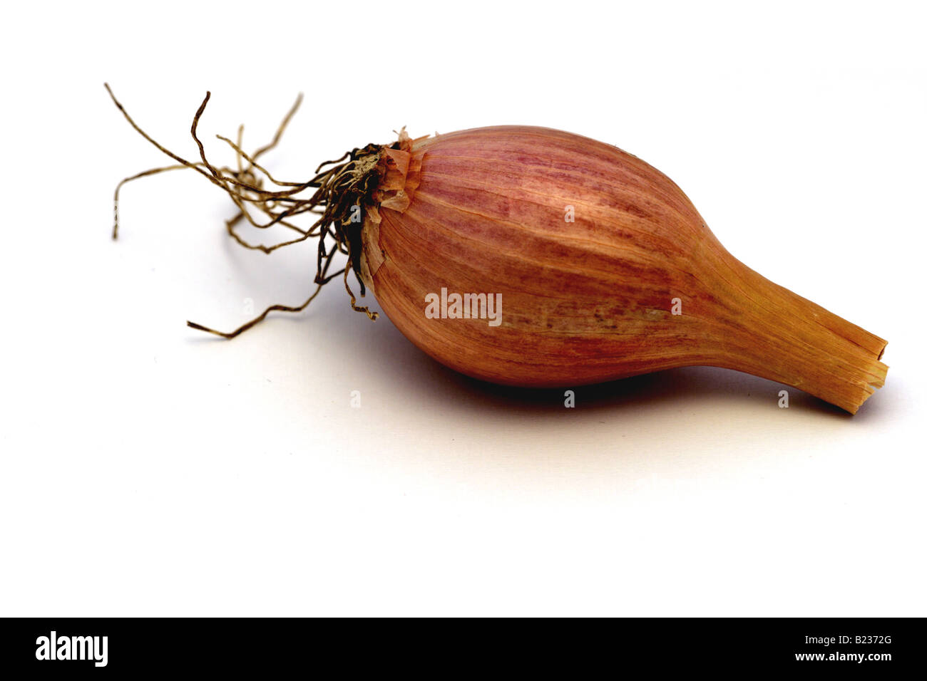 Grocery store spices Cut Out Stock Images & Pictures Alamy