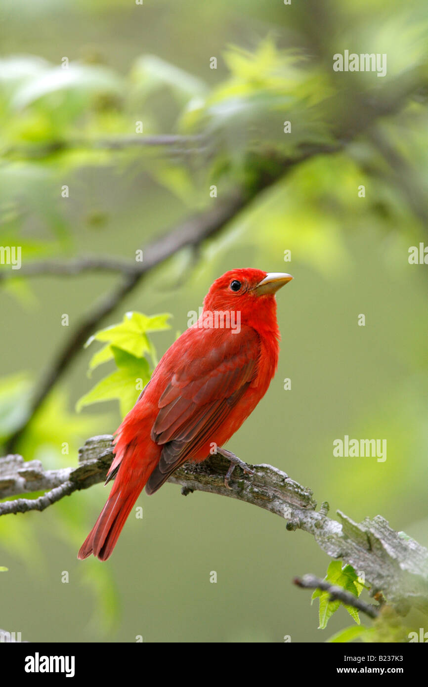 Summer Tanager in Sweetgum Tree - Vertical Stock Photo