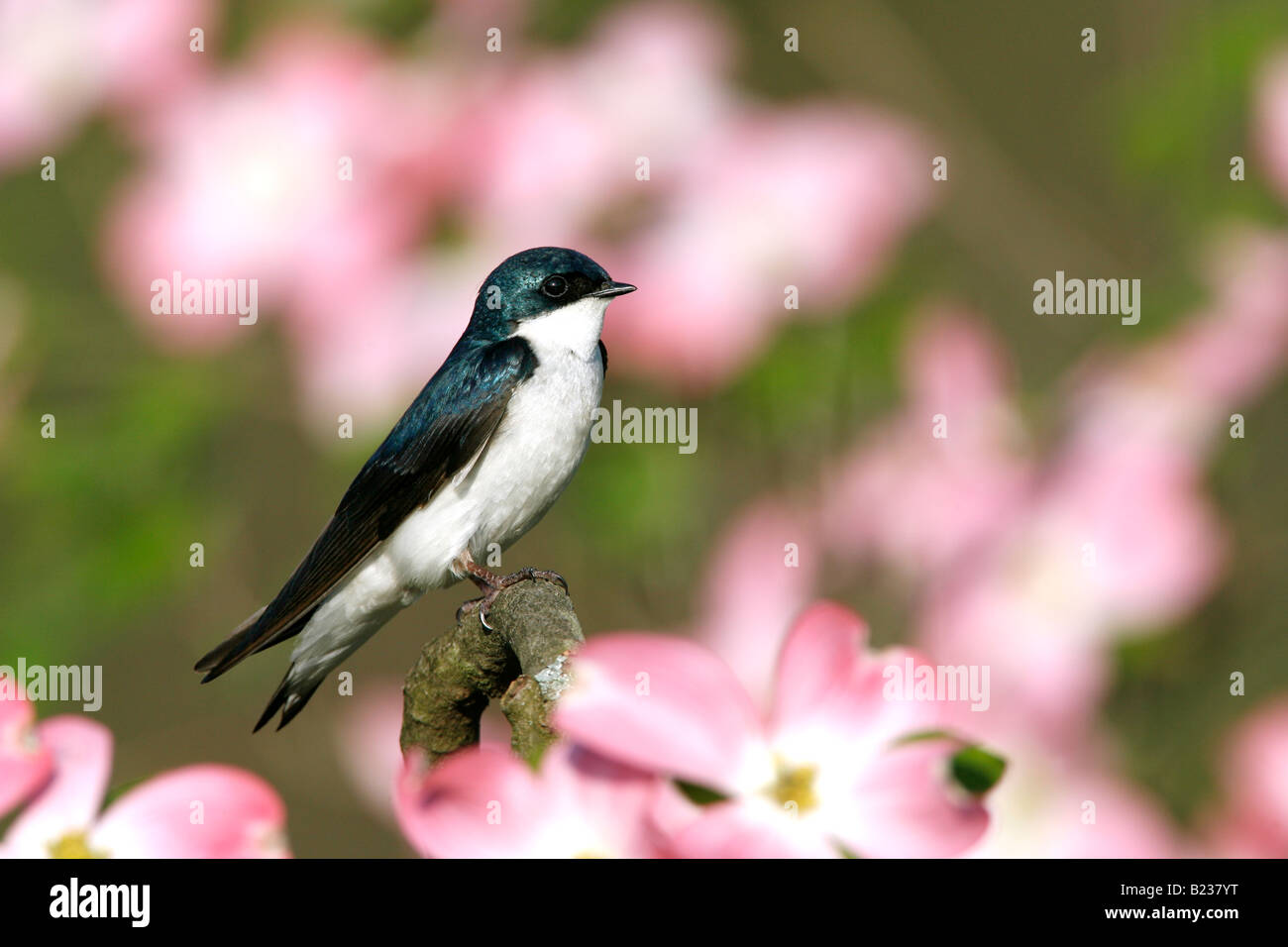 Tree Swallow in Flowering Dogwood Tree Stock Photo