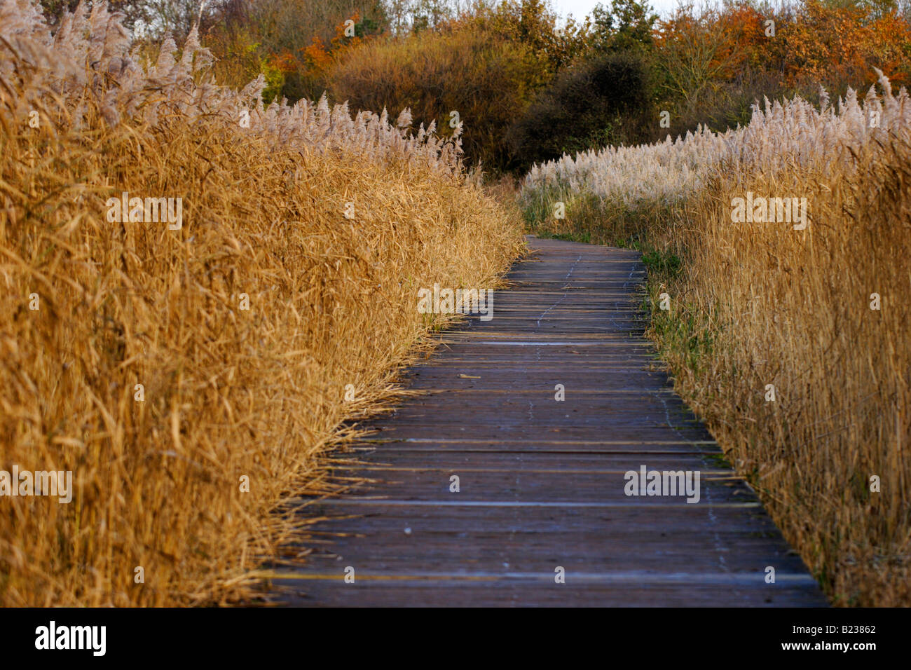 Boardwalk Through a Reedbed, U.K. Stock Photo