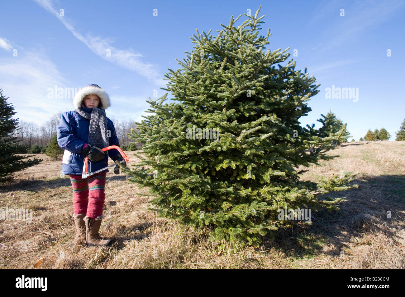 Teenager cutting down a Christmas Tree Stock Photo Alamy