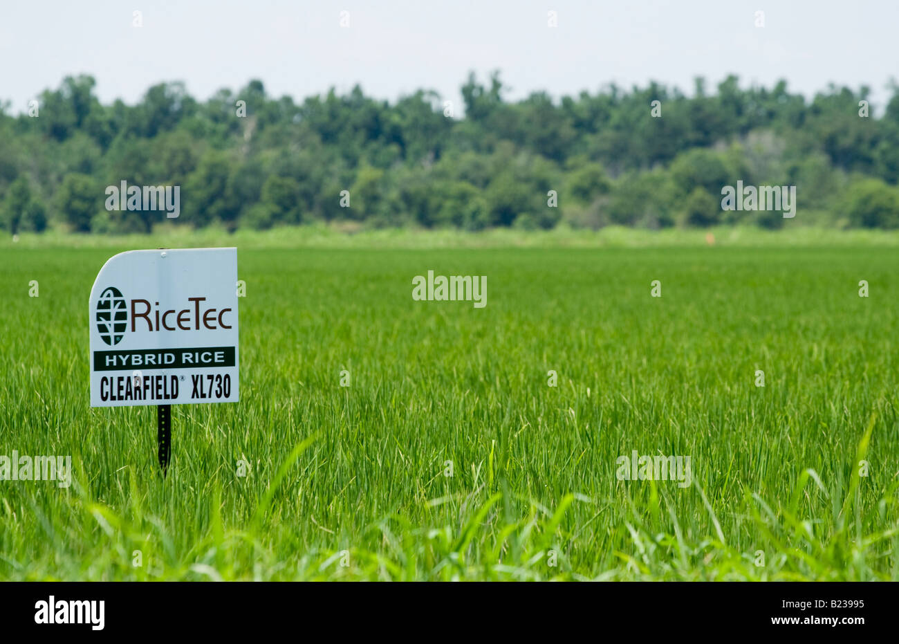 RiceTec Hybrid Rice planting near Winnie TX herbicide resistant nontransgenic rice Stock Photo