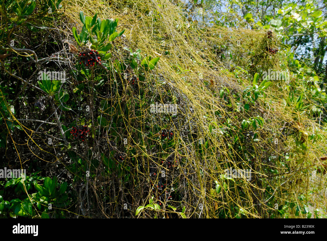 Dodder vine also known as love vine Cuscuta sp smothering a host plant Stock Photo