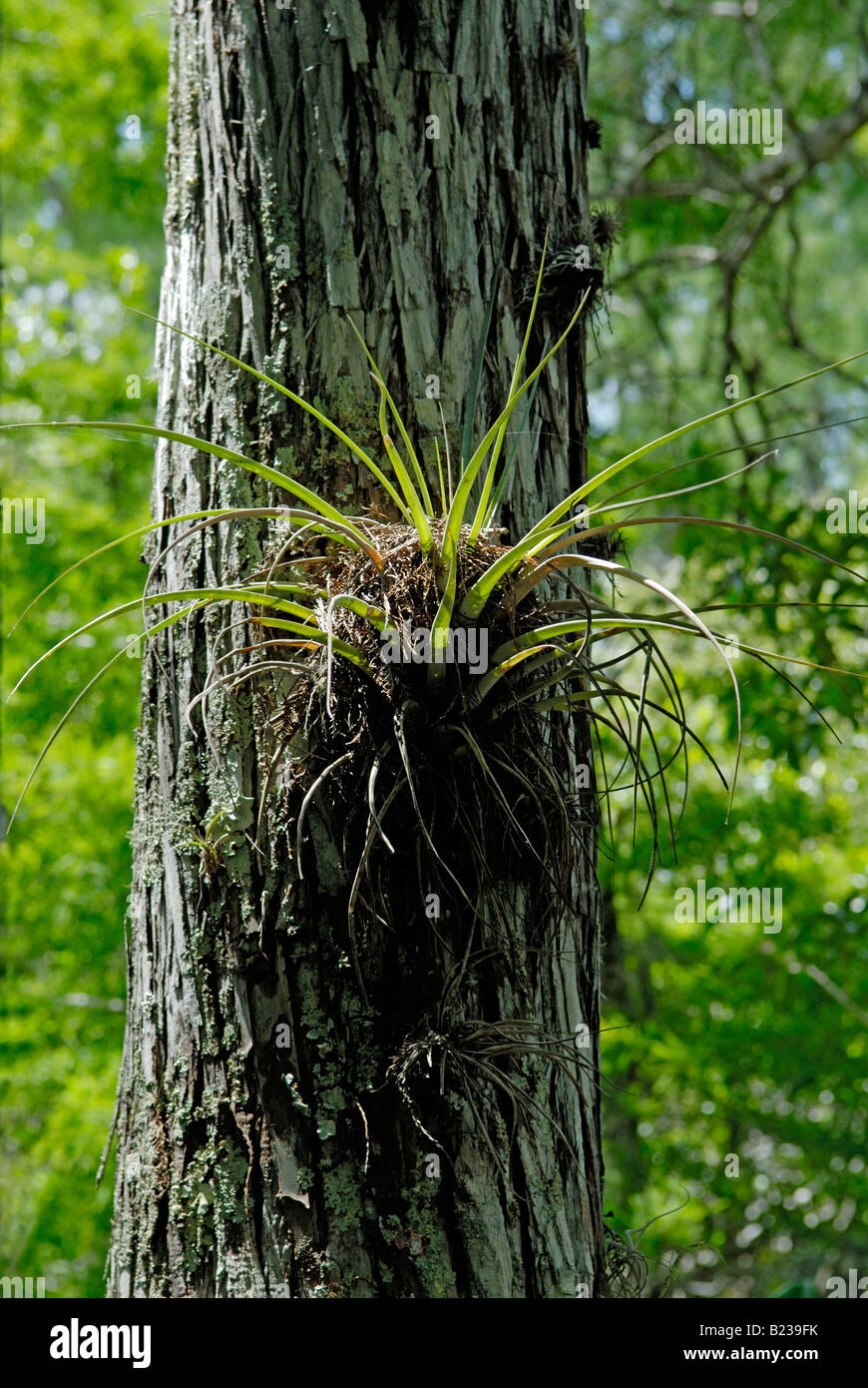 Commensalism hi-res stock photography and images - Alamy
