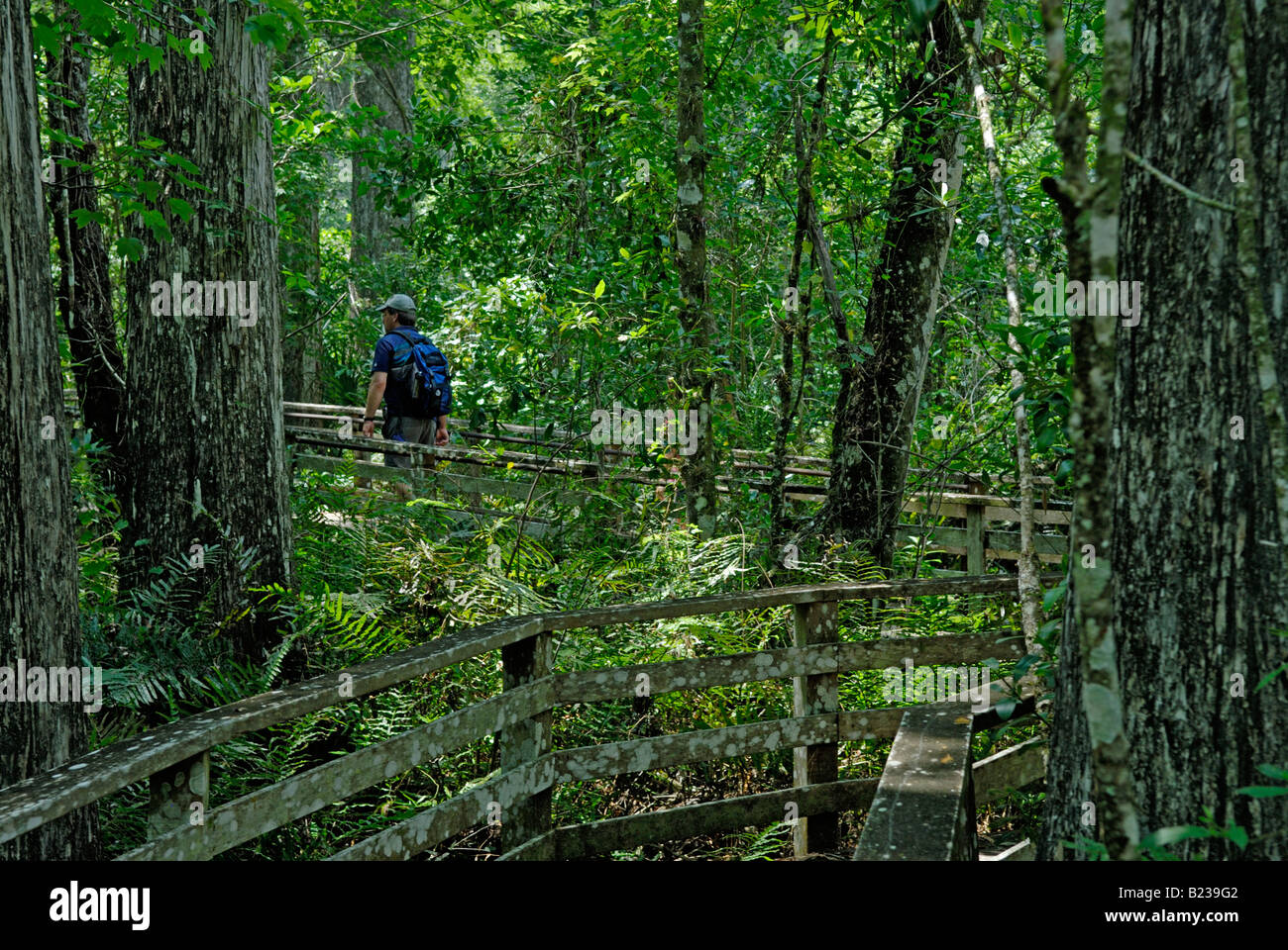 Man walking on a boardwalk nature trail through a forest of old growth bald cypresses  Corkscrew Swamp Audubon Sanctuary Stock Photo