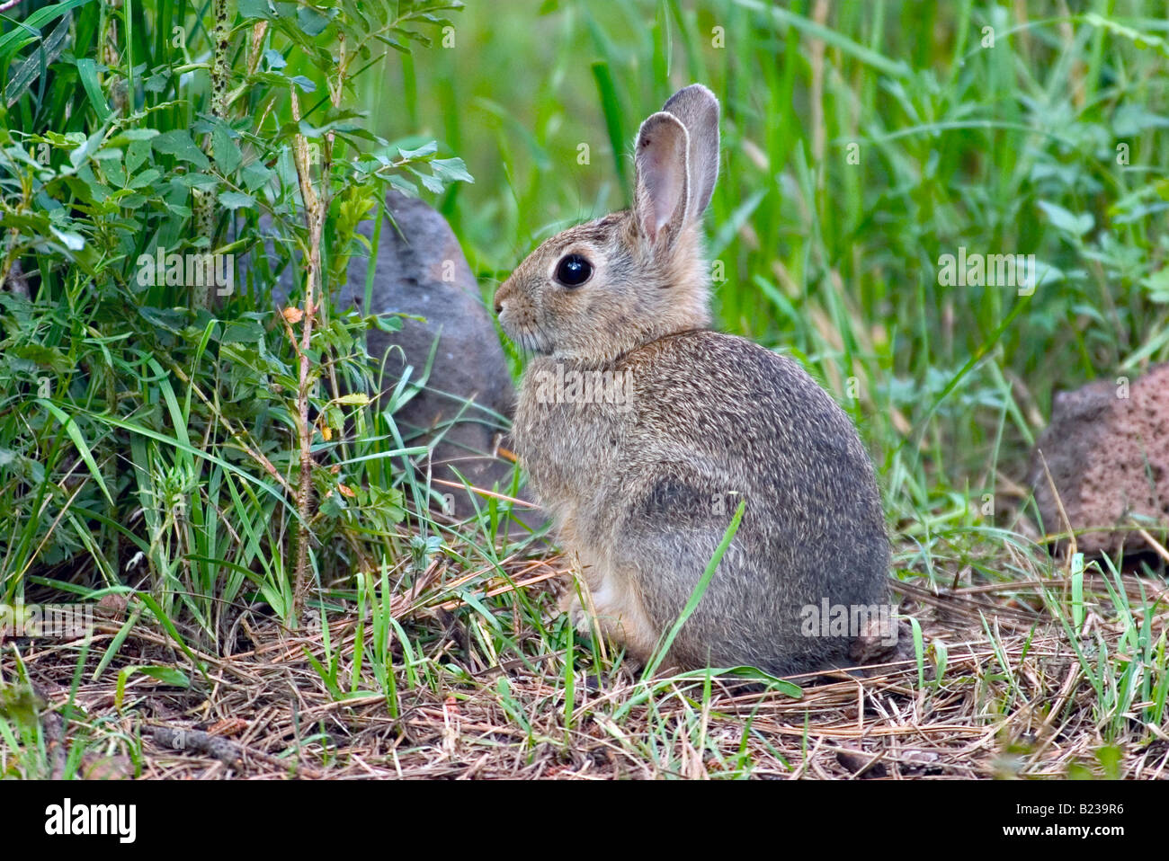 Mountain Cottontail Sylvilagus nuttallii Stock Photo - Alamy