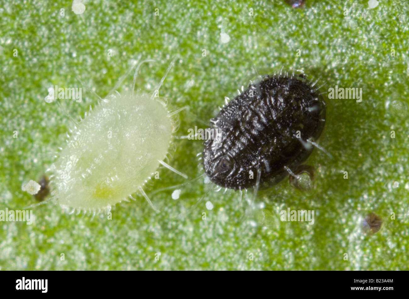Whitefly nymphs - the white one is healthy and the black one is parasitised by an Encarsia wasp Stock Photo