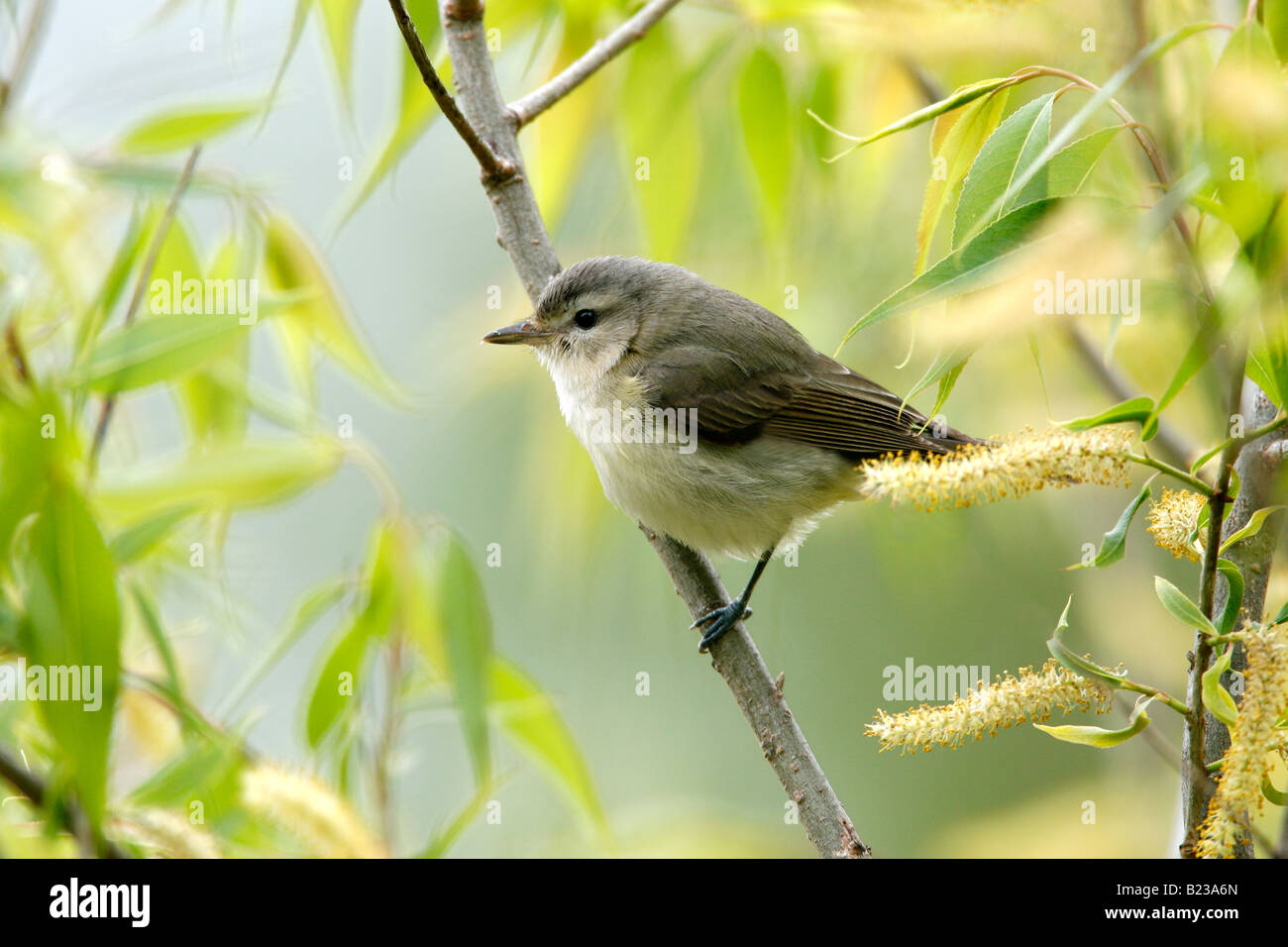 Warbling Vireo in Willow Stock Photo