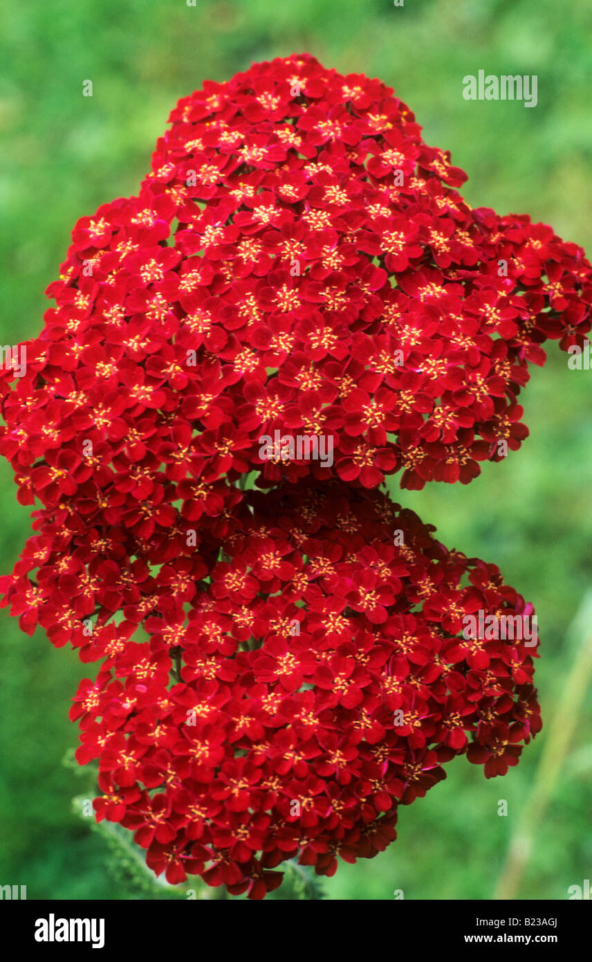 Red Faust Achillea 'Faust' red flower garden plant achilleas Stock Photo - Alamy