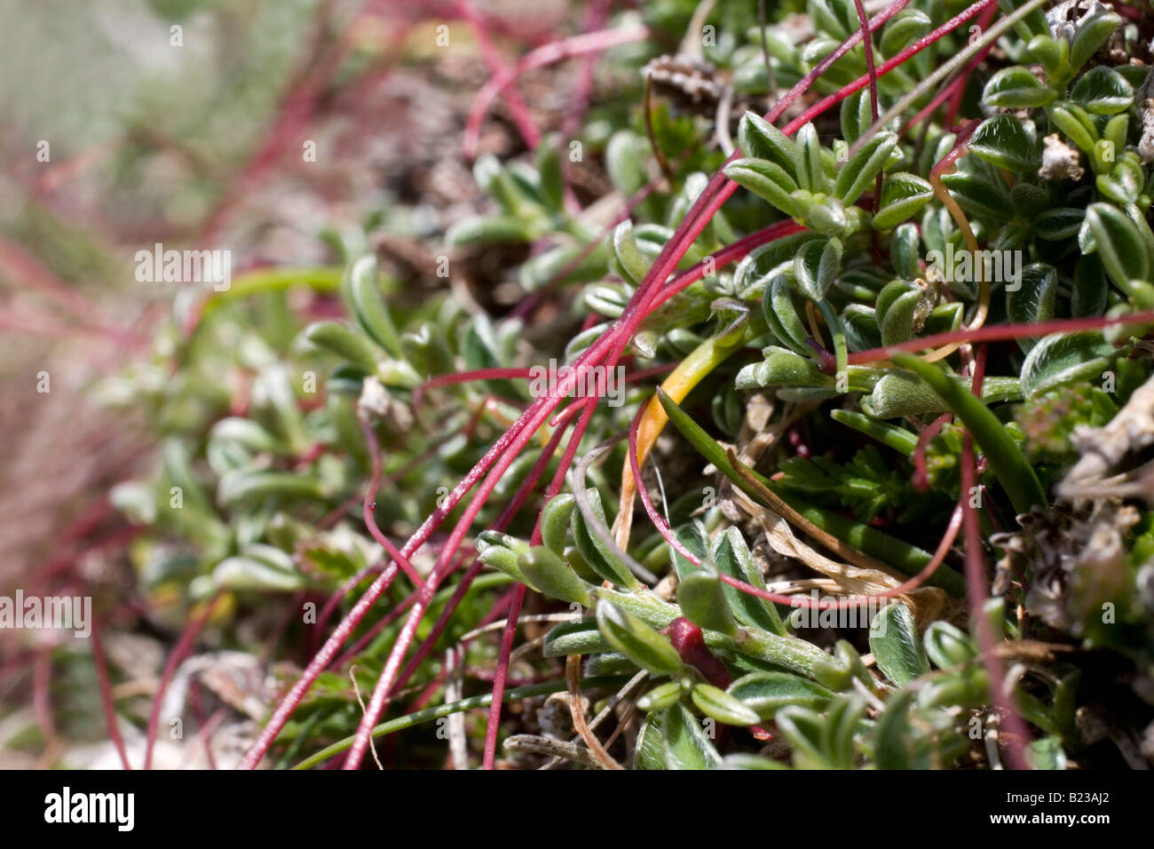 dodder Cuscuta epithymum growing on hairy greenweed Stock Photo