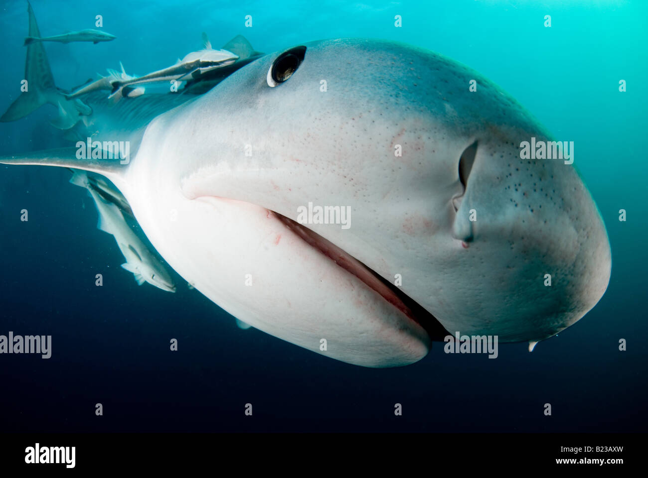 tiger shark Galeocerdo cuvier Aliwal Shoal Kwazulu Natal South Africa Indian Ocean Stock Photo