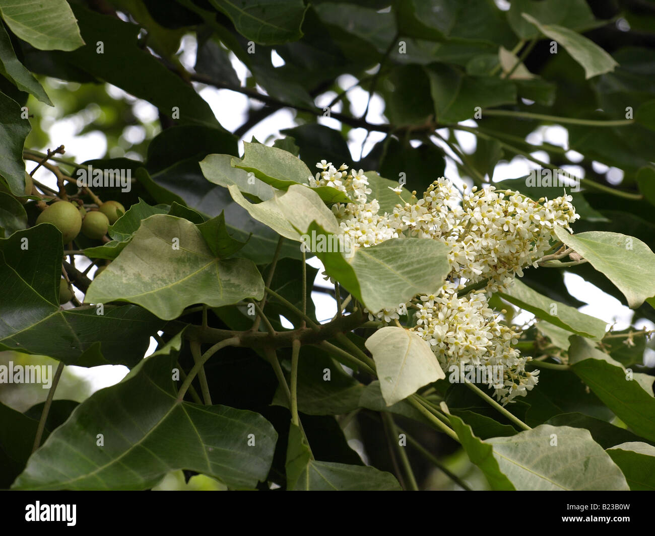 Kukui candlenut tree hires stock photography and images Alamy
