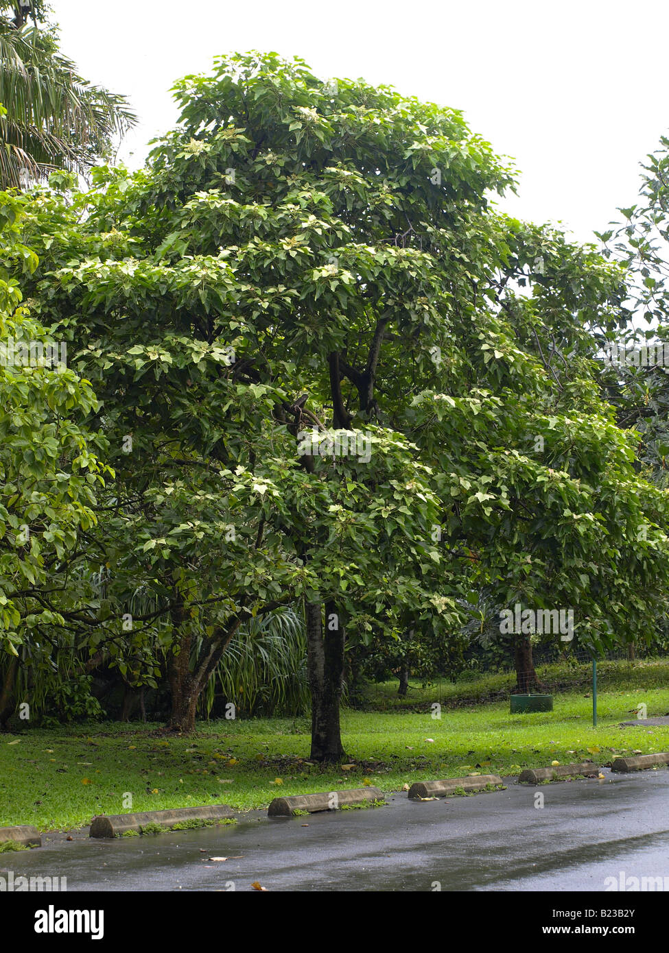 Kukui Nut tree Stock Photo