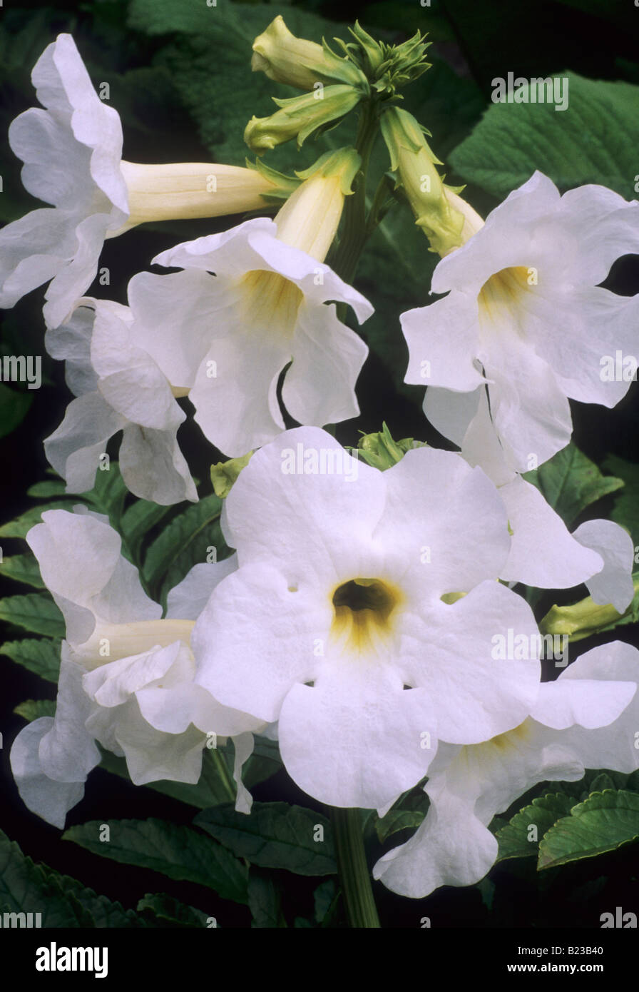 Incarvillea delavayi 'Alba' white flowers garden plant Stock Photo