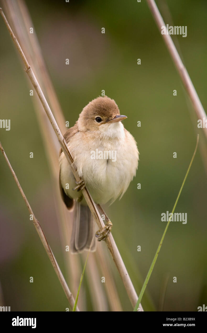reed warbler Acrocephalus scirpaceus reed bed cornwall Stock Photo