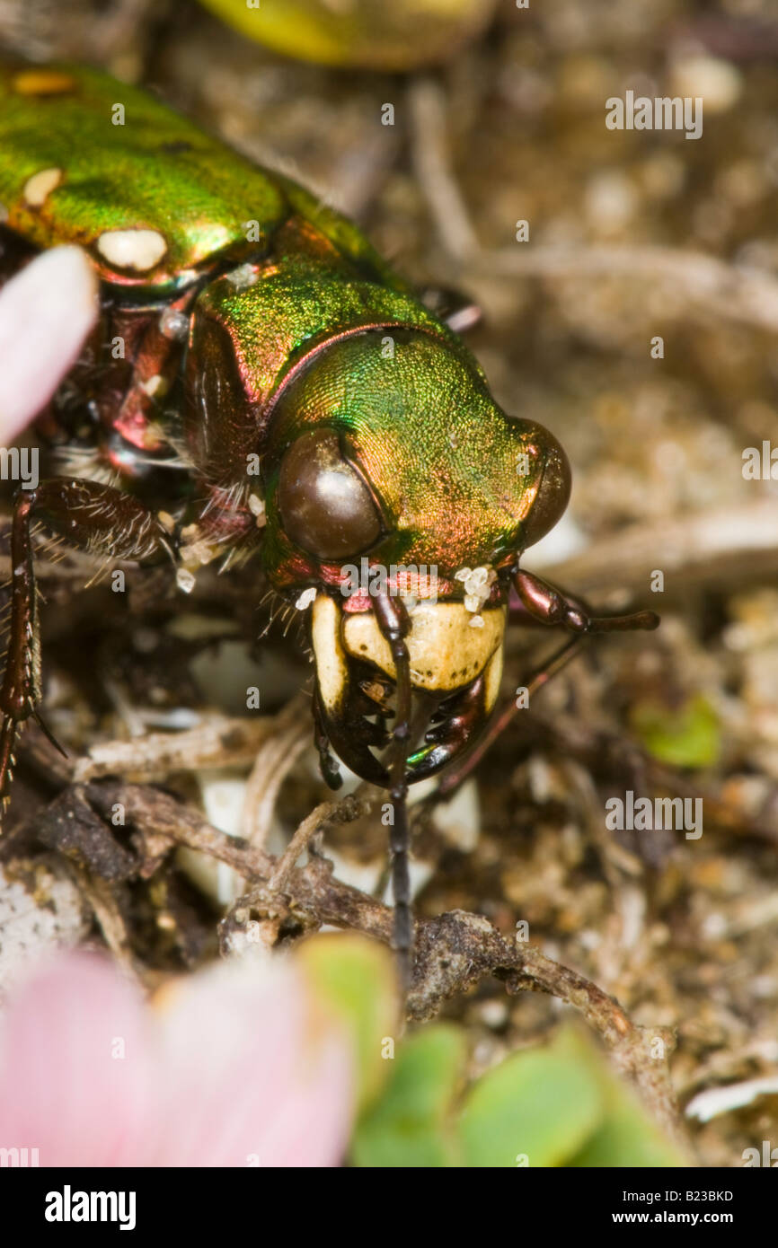 close-up of the head of a Green Tiger Beetle (Cicindela campestris) Stock Photo