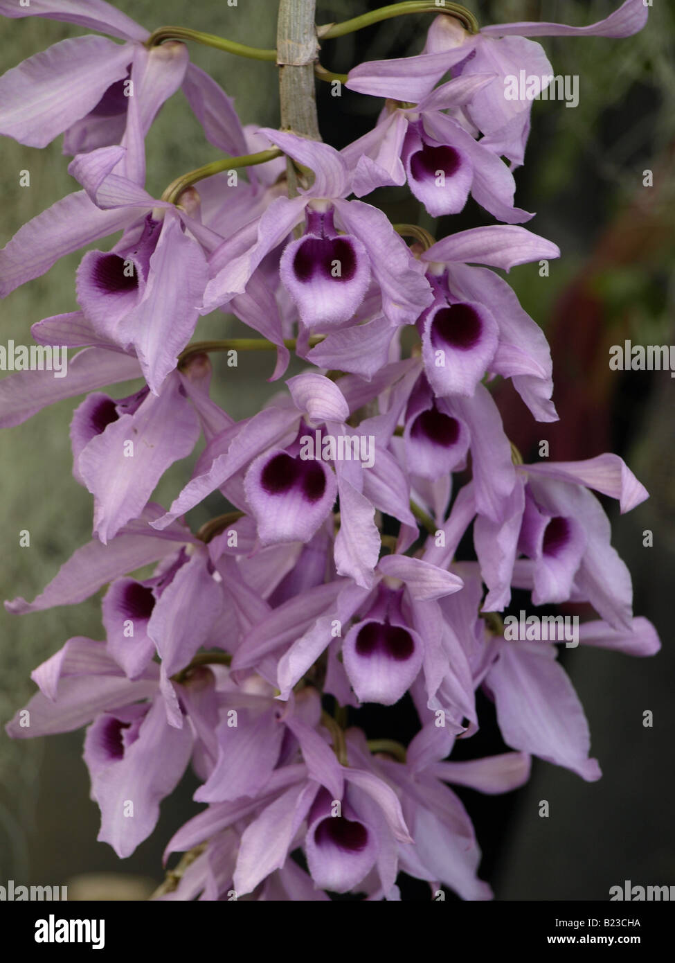 purple lavender orchid flowers Stock Photo