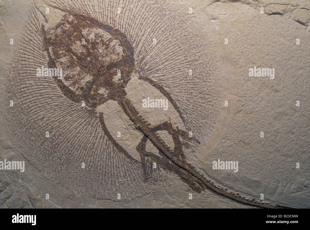 Stingray Fossil Heliobatis radians  Eocene Wyoming USA Stock Photo
