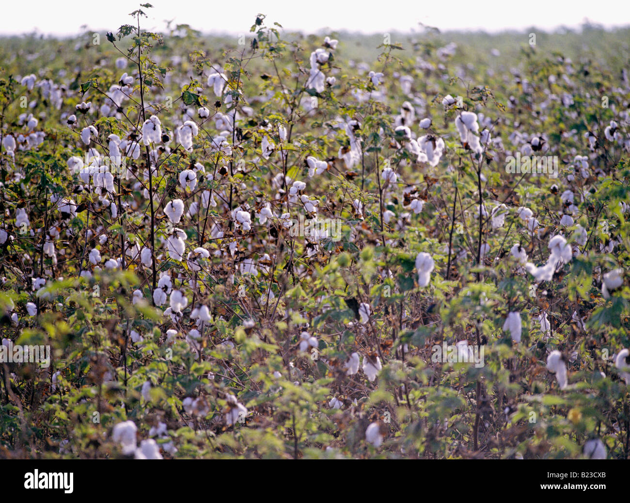 open bolls of cotton near town of peru Stock Photo Alamy