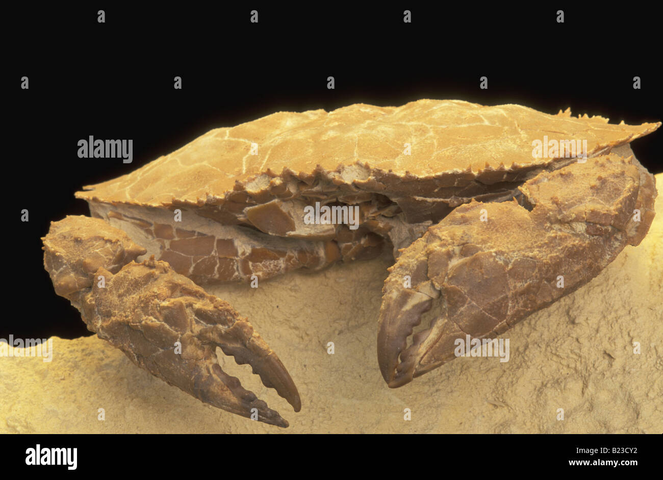 Fossil Crab Stock Photo