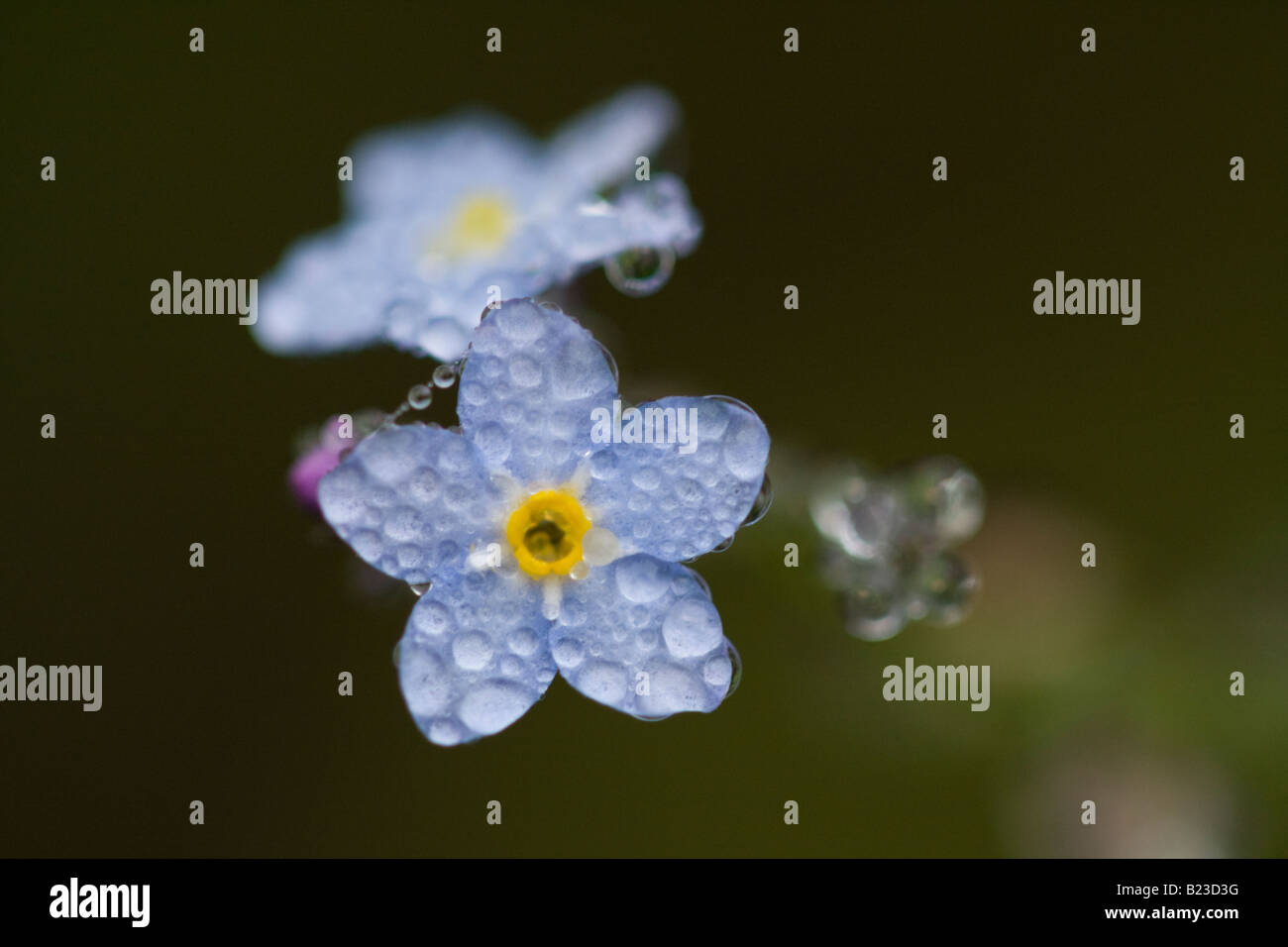 Macro image of Forget-me-not flower in morning dew Stock Photo
