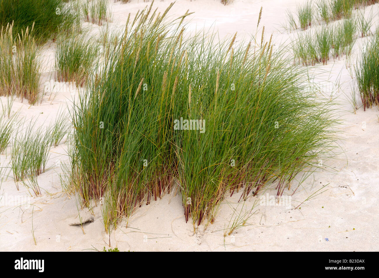 Marram grass on a sand dune Stock Photo