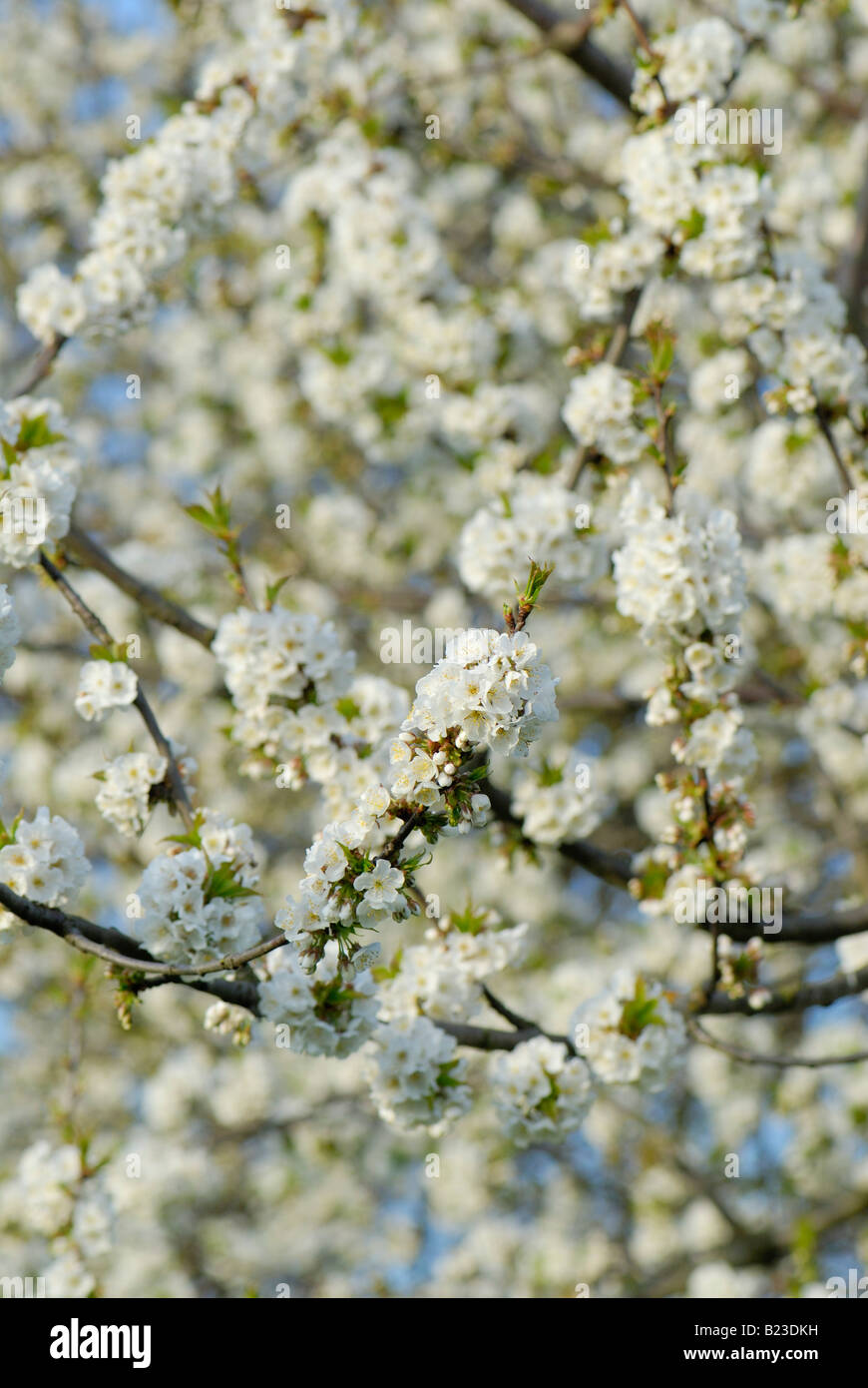 White cherry blossoms photos hi-res stock photography and images - Alamy