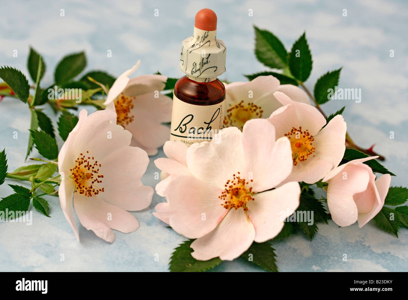 Wild rose Bach s floral remedy Stock Photo Alamy